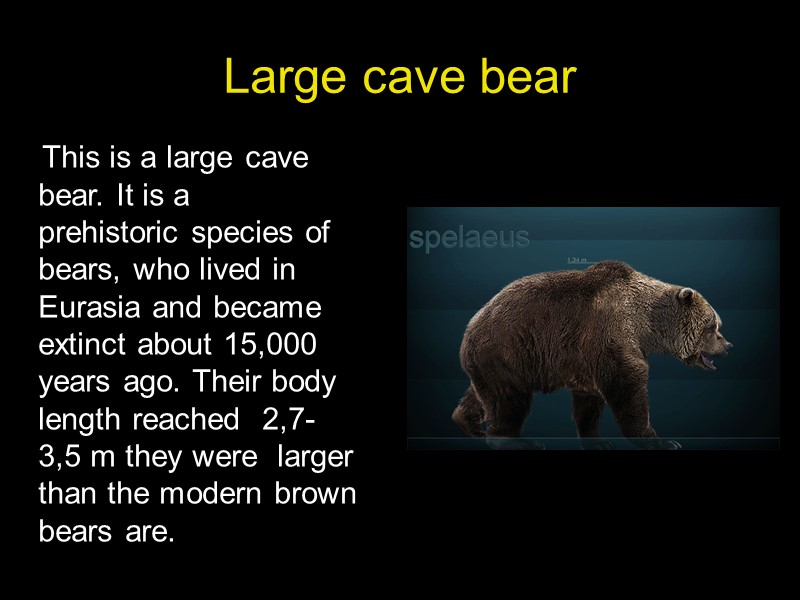 Large cave bear     This is a large cave bear. It